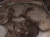 Miniature dachshund puppies