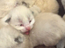 Beautiful 100% ragdoll babies
