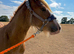 Gorgeous Cob Colt to make 13.2