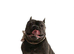Male blue French bulldog for sale