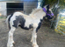 2 colt foals