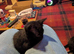 Kittens for sale