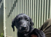 KC Registered Labrador Pups