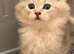 British longhair Silver shaded Male