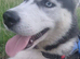 Poppy Husky
