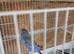 2x budgies for sale