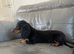 Miniature male