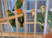Young lovebirds