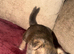 Chihuahua puppies