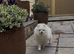 Beautiful Pure White Boy Kc Registered