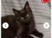 Main coon