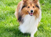 Sable Shetland sheepdog stud boy