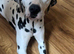 **Beautiful KC Dalmatian girl for sale through no fault of her own**