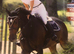Riding club/showjumper