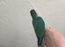 Hand-reared green cheek conure