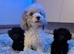 Asian toy poodle girls available ready for walks