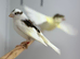 Canaries