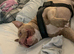 3 Year Old Male Pocket Bully