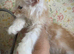 Full Maine Coon Russian Bred Male Kittens