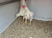 Ko shamo hatching eggs