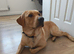 Beautiful Boy Max stud dog