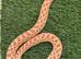 Red Albino Hognose