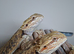 Baby bearded dragons for sale