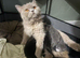 British Longhair Kitten