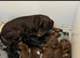 Exceptional Doberman Litter Due June | Olistars Stud