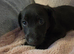 Germanshepard x staffy puppies (Ready)