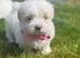 Maltese puppies