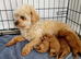 Very RARE pocket sized Asian poodle x cavapoo puppies