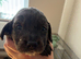Springer spaniel cross dachshund puppies