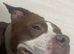 4 year old standard American bully