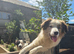Gorgeous Sable Pure breed Collie
