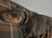 Beautiful Brown/Tan (Chocolate/Tan) Dobermann puppy