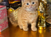 Adorable kittens x with BSH