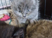 British short haired cross maine coon kitten for sale