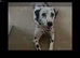 New litter of Dalmatian pups