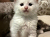 Maine coon