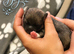 Beautiful Pomeranian Puppies Available for Pre-Reservation