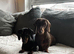 2 x Mini Dachshunds