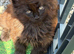 Maine coon kittens tica reg beautiful blues and black