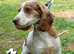 Multiple rescue spaniels looking for their forever homes