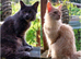 Stunning Tica Reg Maine Coon Kittens. Cream. Red. Tortie