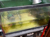 Musk turtle