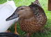 Rescued / unwanted birds