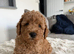 Miniature cockapoo puppies