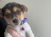 4 traditional Jack Russel puppies for sale