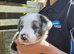 Border collie pups for sale